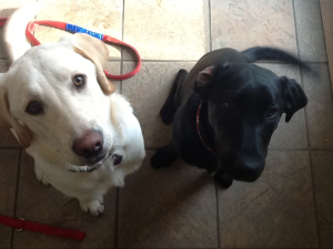 2pooches